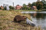 бобер