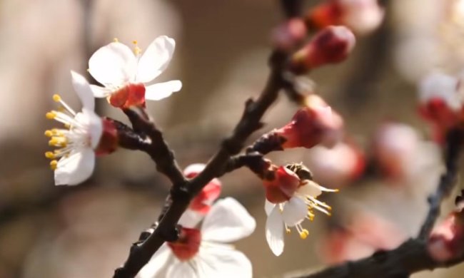 В Украину идет весна. Фото: скрин ТСН