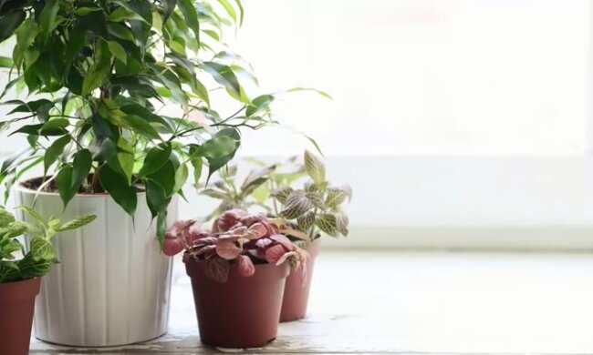 Комнатные растения. Фото: YouTube