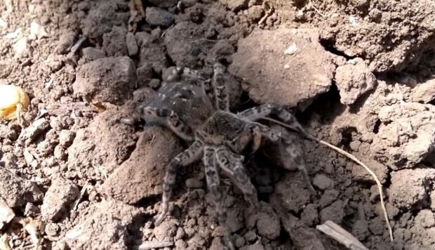 Небезпечний павук. Фото: скріншот Youtube-відео
