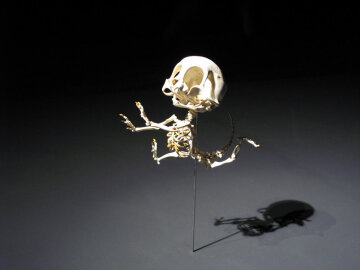 Mus Animatus