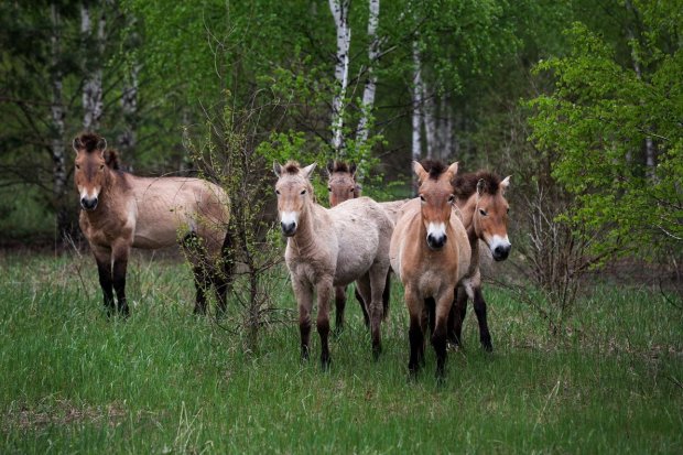 Удивительное видео о жизни редких животных в Чернобыле покорило сеть