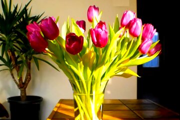 Тюльпаны. Фото: YouTube