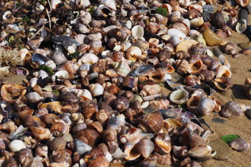 Дорога из ракушек. Фото: Пикабу