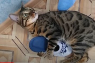 Коты. Фото: скриншот YouTube.