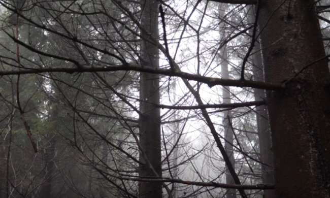 Дожди напомнят украинцам о приходе осени: Наталья Диденко обнародовала прогноз