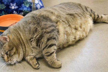 Кот, который развеселил интернет: не желая худеть, притворяется мертвым. Забавное видео