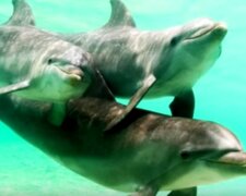 Дельфины устроили "шоу на воде". Фото: youtube
