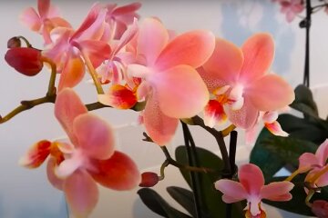 Орхидея. Фото: YouTube