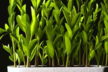 Кімнатні рослини. Фото: YouTube