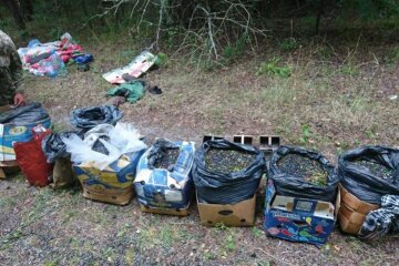 Десятки килограммов урожая из Чернобыля могли попасть на стол киевлянам: уровень радиации повышен вдвое