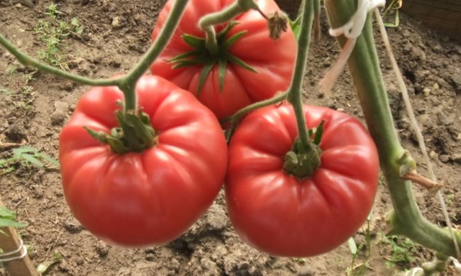 Появился уникальный вид помидоров, фото sadik45.ru