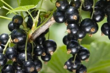 Вся смородина буде обліплена великими ягодами: як за допомогою лушпиння цибулі добитися шикарного врожаю