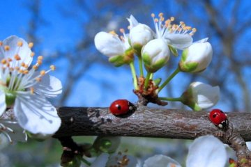Весна. Фото: Народна правда