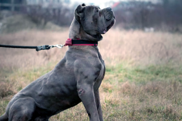 Владельцев домашних животных начнут штрафовать на 5000 грн. Фото: YouTube