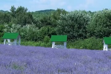 Природа. Фото: скріншот відео YouTube