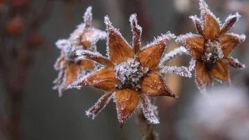 Заморозки