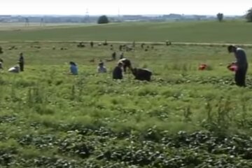 Украинские заробитчане на клубнике. Фото: скриншот YouTube