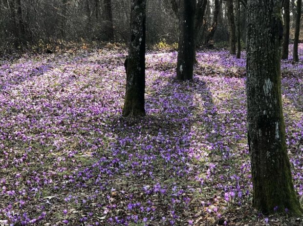 Весна 2020. Цветут шафраны. Фото: скриншот Instagram