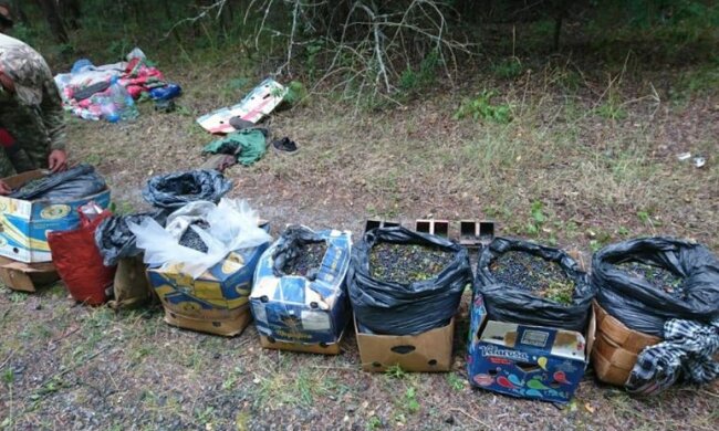 Десятки килограммов урожая из Чернобыля могли попасть на стол киевлянам: уровень радиации повышен вдвое