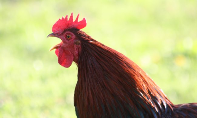 Суд Цюриха постановил петуху перестать кукарекать