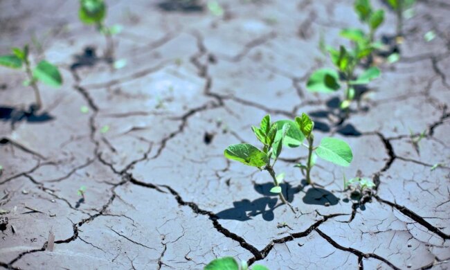 Засуха. Фото: Слово и Дело