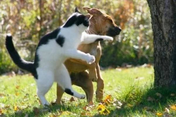 Трогательное и смешное видео: Собачка получила по морде, когда пыталась поцеловать кота