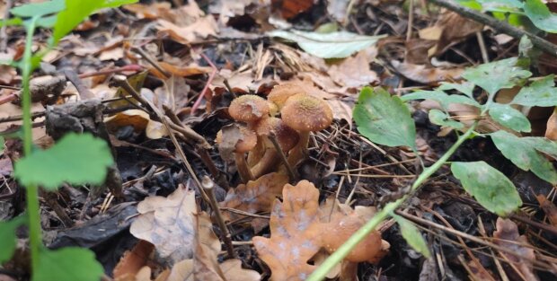 До +15, багато дощів, магнітні бурі: синоптик Наталка Діденко попередила яка погода чекає на українців у вихідні