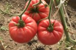 Появился уникальный вид помидоров, фото sadik45.ru
