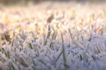 Заморозки. Фото: скриншот видео