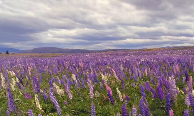 Природа. Фото: скріншот Youtube-відео.