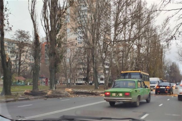 В Одессе из-за штормового ветра падают деревья
