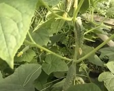 Урожай огурцов. Фото: скриншот YouTube