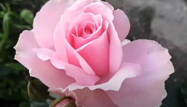 Красива троянда, фото: youtube.com