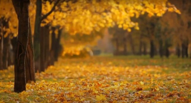 Осень. Фото: YouTube, скрин