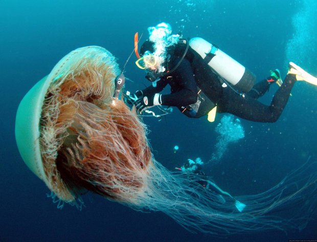 В Британии нашли медузу размером с человека, появилось видео
