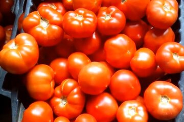 Помідори. Фото: YouTube