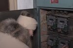 Счетчик на электроэнергию. Фото: скриншот YouTube-видео