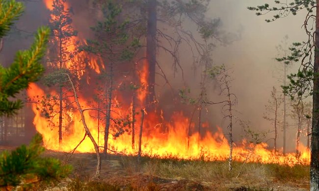 Появилось видео масштабных пожаров в Сибири