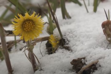 Заморозки. Фото: скриншот YouTube