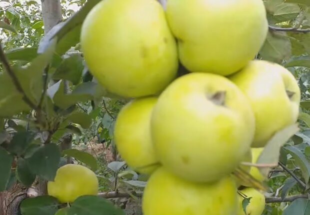 Яблоки.  Фото: скриншот YouTube-видео