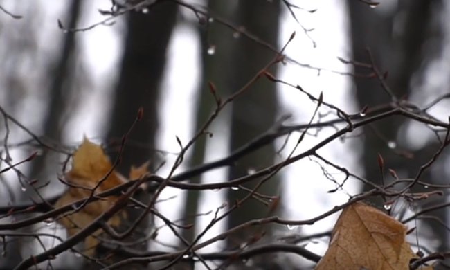 Последний день зимы будет пасмурным, фото: Скриншот YouTube