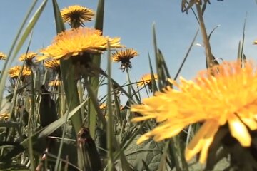 Кульбаба. Фото: скріншот YouTube-відео