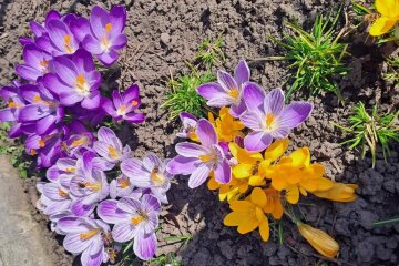 Весняні квіти. Фото: скриншот Facebook