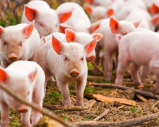 В Украине бьют тревогу из-за чумы свиней. Останемся без мяса