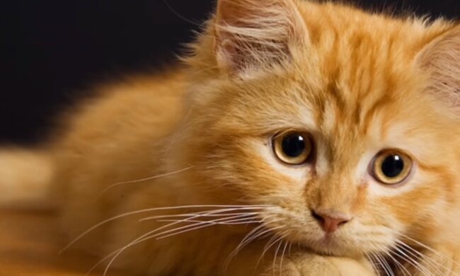 Видео про кота набирает популярность. Фото: скриншот YouTube