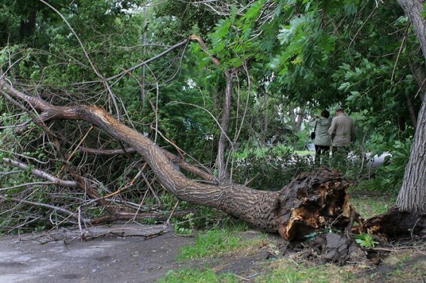 Они состарились: в Киеве объяснили, почему деревья валятся на головы людям