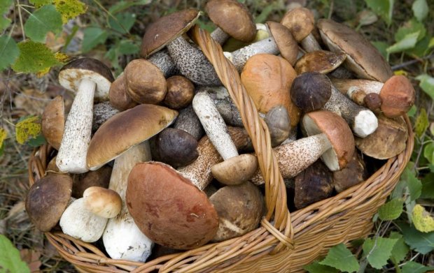В Закарпатье собрали 150 кг грибов за три часа: это рекорд, появились фото