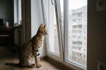 сервал африканський кіт