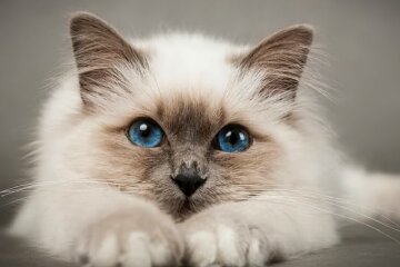 Кіт. Фото: YouTube